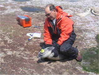 scientist catches a gray seal pup